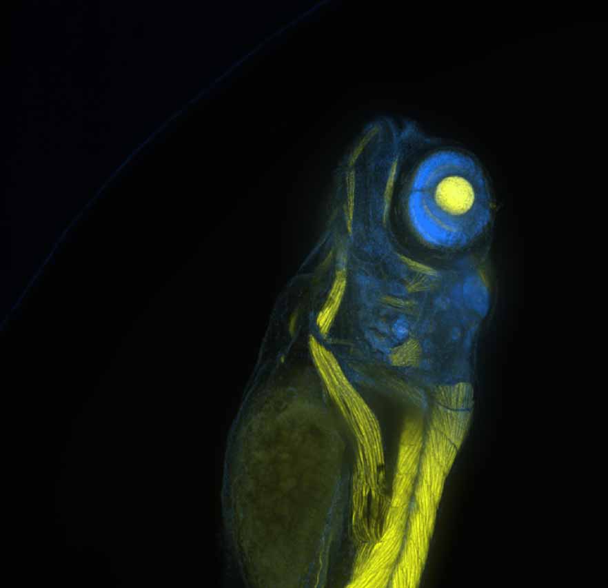 10X Zebrafish C03 for HCSai