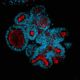 blue red organoid image (1) (1)