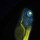 10X Zebrafish C03 for HCSai